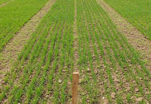 (2) OLIVER - 15.5.2023