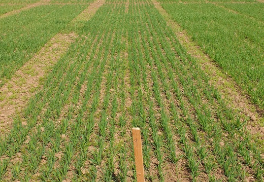 (2) ARMANI - 15.5.2023