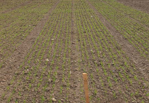 (1) LION - 28.4.2023