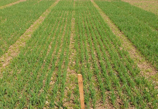 (2) LION - 15.5.2023