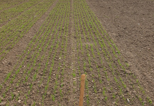 (1) PERUN - 28.4.2023