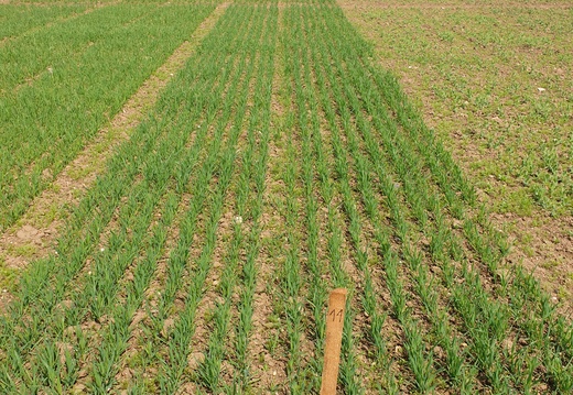 (2) PERUN - 15.5.2023