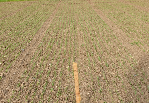 (1) BOJOS - 28.4.2023