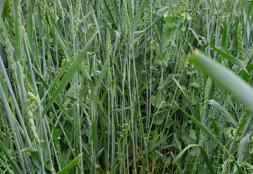 Směska ozimé pšenice s ozimým hrachem (20.11.2018, 1.2.2019, 4.4.2019 a 6.6.2019)