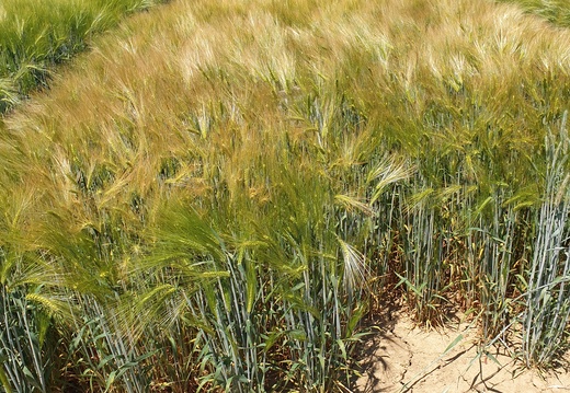 (11) SU ELLEN - 17.6.21