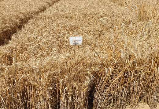 (14) ANNIE - 29.7.21