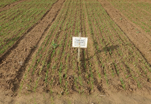 (1) MOSCHUS - 2.11.20