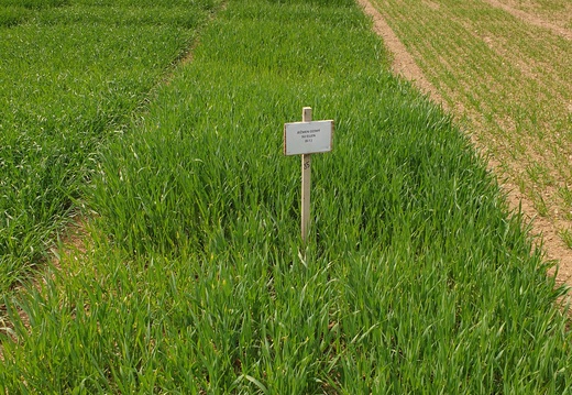 (7) SU ELLEN - 02.05.2022