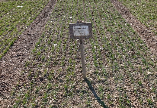 (5) BONANZA - 22.03.2022