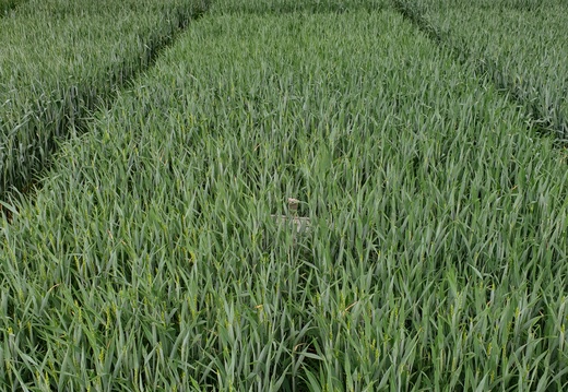 (9) MOSCHUS - 26.05.2022