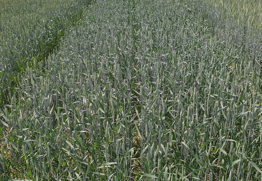 (6) KABOT (jarní zásev) - 14.06.2022