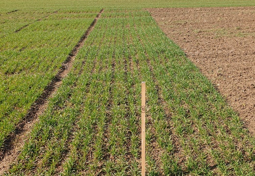 (5) PALLAS- 6.3.2023