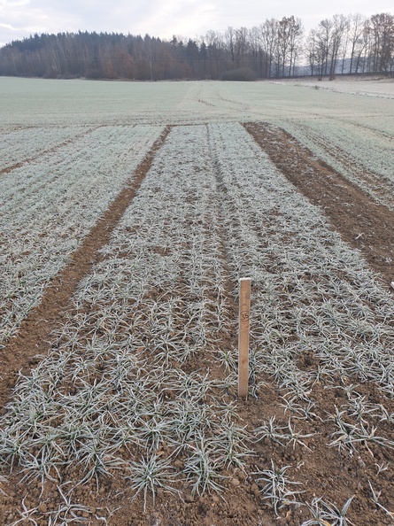 (2) ZOLLERNSPELZ - 9.12.2022.jpg