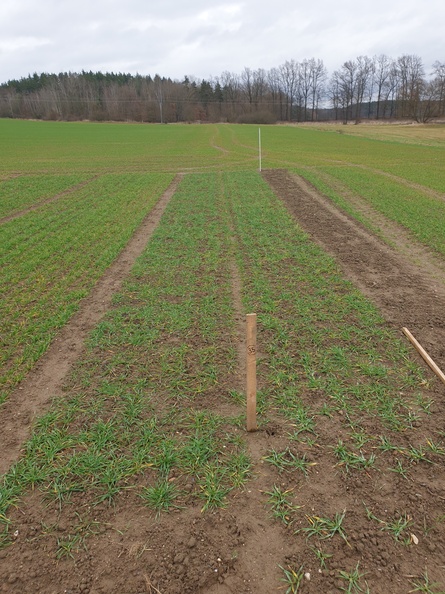 (3) ZOLLERNSPELZ - 6.1.2023.jpg