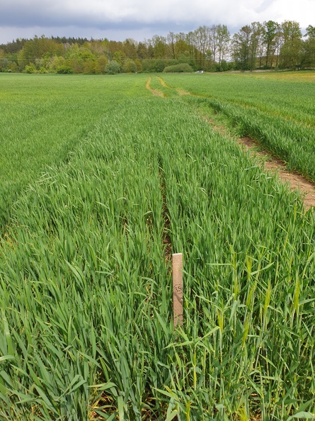 (8) ZOLLERNSPELZ - 15.5.2023.jpg